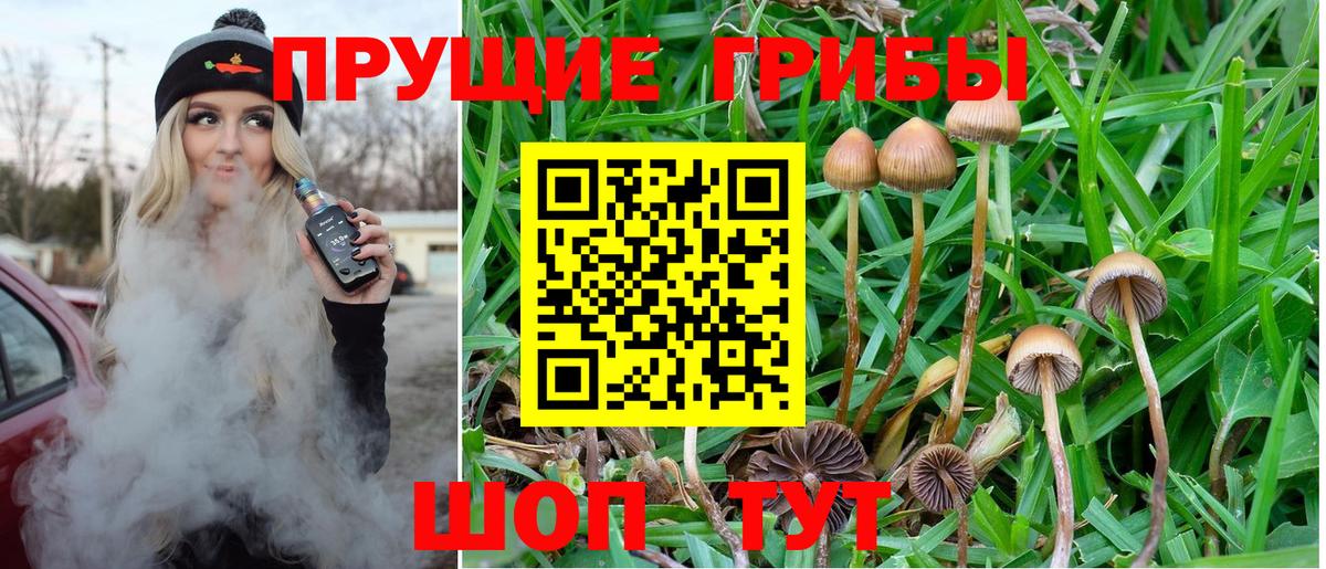 Галлюциногенные грибы прущие грибы  закладки  Тосно 